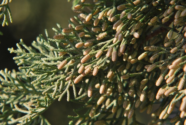 Cupressus sempervirens